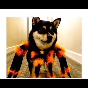 Spider costume pets ❤️